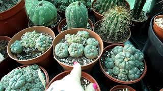 Our Lophophora Cacti The Peyote Cactus Complete Collection Tour [upl. by Clywd]