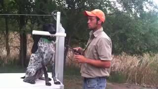 Teach Your Dog To Fetch  Trained Retrieve  Hold  Gun Dog Training [upl. by Rhtaeh]