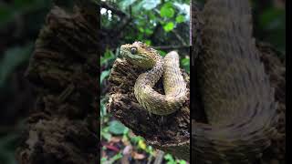 Roughscaled Bush Viper  Atheris hispida [upl. by Falk486]