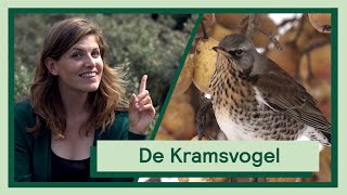 De Kramsvogel  Uitvogelen met Camilla [upl. by Kraft]