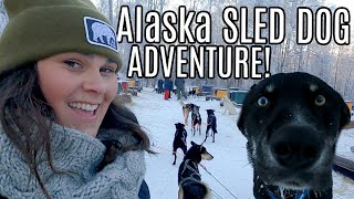 AMAZING Alaska Dog Sledding Adventure [upl. by Stormi]