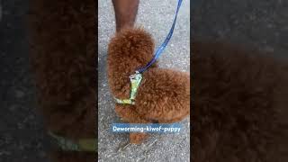 Best deworming for your puppy [upl. by Adnawahs250]