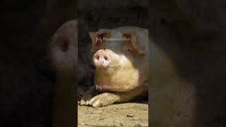 Domestic pig raising and breeding animal husbandry [upl. by Aihseyn470]