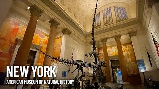 American Museum of Natural History Inside Walking Tour  New York USA [upl. by Robbi]