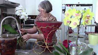 Potting Grocery Store Phalaenopsis from moss to bark [upl. by Youngran]