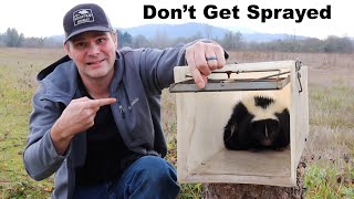 How To Trap A Skunk Without Getting Sprayed Catching A Skunk Under My House Mousetrap Monday [upl. by Jairia]