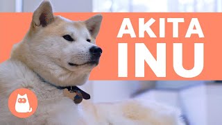 AKITA INU  Características comportamiento y cuidados [upl. by Felicie361]