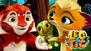 Leo and Tig 🔴 LIVE 🐯 Best Episodes 🦁 Cartoon for kids Kedoo Toons TV [upl. by Ahsenroc]