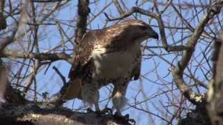 Red Tailed Hawk Juvenile Learning to Hunt [upl. by Nagaem]