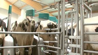 GEA Dairy Farming  Automated Milking with GEA DairyProQ  EN [upl. by Ayo993]