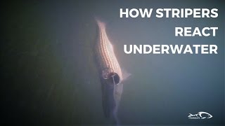 How Stripers React Under Water And How To Adjust [upl. by Gnex474]