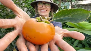 Dwarf Persimmon  Ichikikijiro Large Fruit [upl. by Durrett]