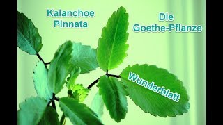 Kalanchoe Pinnata eine unglaubliche Pflanze aus der Karibik ► ► ► Salben selber machen ◄ ◄ ◄ [upl. by Asiat]