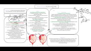 placental abruption [upl. by Penelope128]