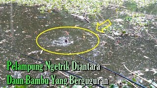 Pelampung Ngetrik asyik diantara daun bambu berguguran [upl. by Hubert]