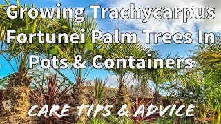 How to Grow Trachycarpus Fortunei Palm Trees in Pots amp Containers [upl. by Yclek198]