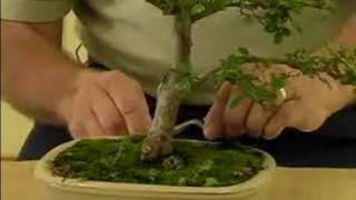 How to Grow Bonsai Trees  How to Care for your Bonsai Tree  Bonsai Maintenance [upl. by Anaul]