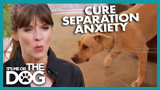 How To Cure A Dogs Separation Anxiety  Its Me Or The Dog [upl. by Kaspar687]