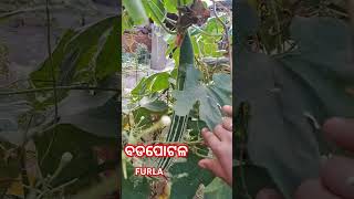 FURLABADAPOTALA Furla badapotal ବଡପୋଟଳ gardenmusic [upl. by Secnarf]