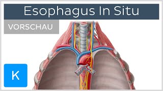 Ösophagus Lage und Funktion der Speiseröhre Vorschau  Kenhub [upl. by Kilian]