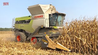 Big CLAAS Lexion Combines Harvesting Wheat [upl. by Warfield]