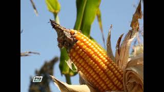 CULTIVO DEL MAÍZ AMARILLO DURO MEGAHIBRIDO PARA PRODUCCIÓN DE SEMILLA [upl. by Eanrahc288]