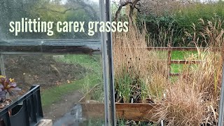 Splitting carex type grasses [upl. by Ihcehcu970]