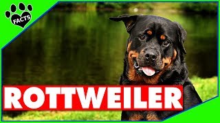 Top 10 Fun Facts About Rottweilers  Dogs 101 [upl. by Airtened970]