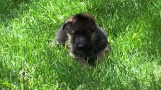 Les chiots berger allemand a Harley mai 2015 [upl. by Yusem]