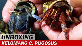 UNBOXING Kelomang Coenobita Rugosus dan Cavipes  Unboxing Video  Crabpedia [upl. by Sirhc]