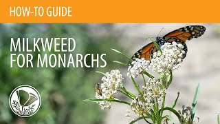 How to Plant Milkweed for Monarchs from Seed or Starter Plants [upl. by Arracot]