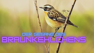 Erlebe den Zauber des BraunkehlchenGesangs [upl. by Hanikas]