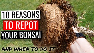 Bonsai care  how to repot a bonsai tree  Part 1 why and when you should repot [upl. by Akimrej]