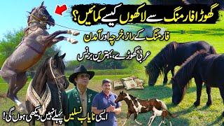 HORSE FARMING  Horse Breeding Business in Pakistan  Kissan Ka Pakistan [upl. by Low73]