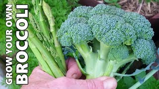 How to Grow amp Harvest Broccoli [upl. by Leaw290]