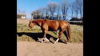 Behandlung von PSSM beim Pferd Typ 1 sowie PSSM 2 richtig behandeln  Boxengold Vita Chat [upl. by Soelch978]