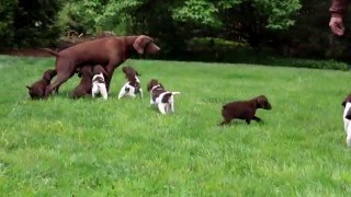 German Shorthaired Pointer Puppies For Sale [upl. by Ellyn]