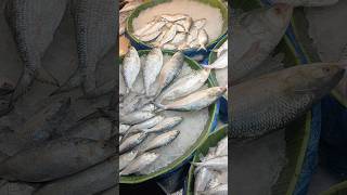 Rupsha Ghat Hilsha Fish Market shorts [upl. by Shalne]