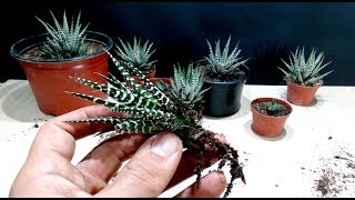 How to grow Zebra Plant Haworthia from cutting [upl. by Dream837]