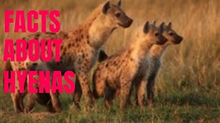 22 Interesting Facts About HyenasTrue facts About Hyenas [upl. by Ahl148]