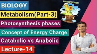 Biology Lecture14 Metabolismpart3Photosynthesis phases Catabolic vs Anabolic Energy charges [upl. by Marissa]