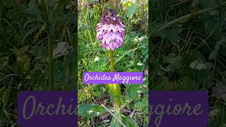 Orchide maggiore o Orchide purpurea Orchis purpurea 🌿 NaturaWild [upl. by Ariet]