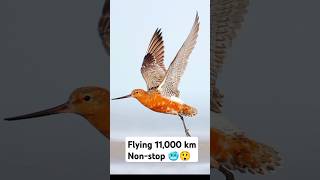 Epic Migration of Bartailed godwit Nonstop Flying Bird bartailedgodwit facts shorts factwise [upl. by Nealy817]