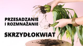 SKRZYDŁOKWIAT jak rozmnożyć jak przesadzić krok po kroku [upl. by Maurise]