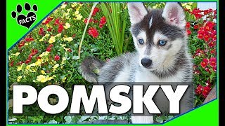 Pomeranian Husky Dogs 101  The Pomsky [upl. by Cavan]