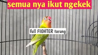 Suara burung lovebird ini ampuh bikin labet apapun jadi ngekek panjang jos [upl. by Ahsekim871]