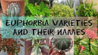 EUPHORBIA VARIETIES AND THEIR NAMES [upl. by Etteiram]