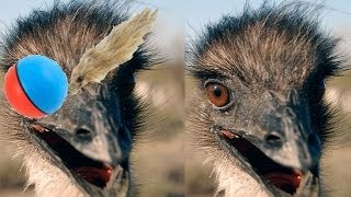 Emu Tango Emu vs Weasel Ball [upl. by Steel241]