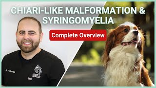 Chiarilike Malformation amp Syringomyelia In Dogs  Symptoms Diagnosis Treatment amp Prognosis [upl. by Katharina729]