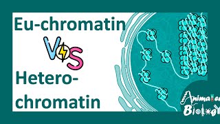 Euchromatin vs heterochromatin  Molecular differences between Euchromatin amp heterochromatin molbio [upl. by Garibold]